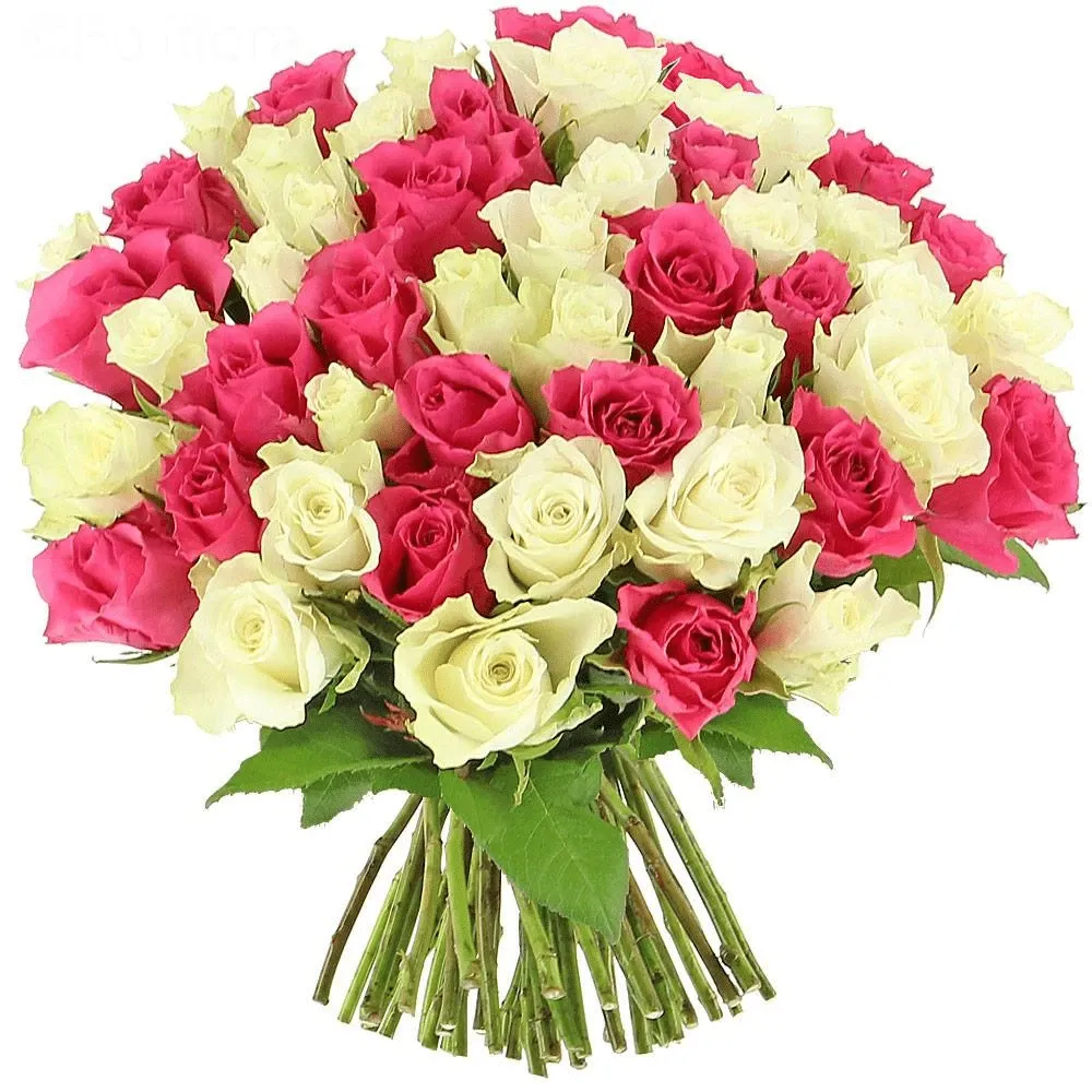 Розы Кения микс бело-розовый